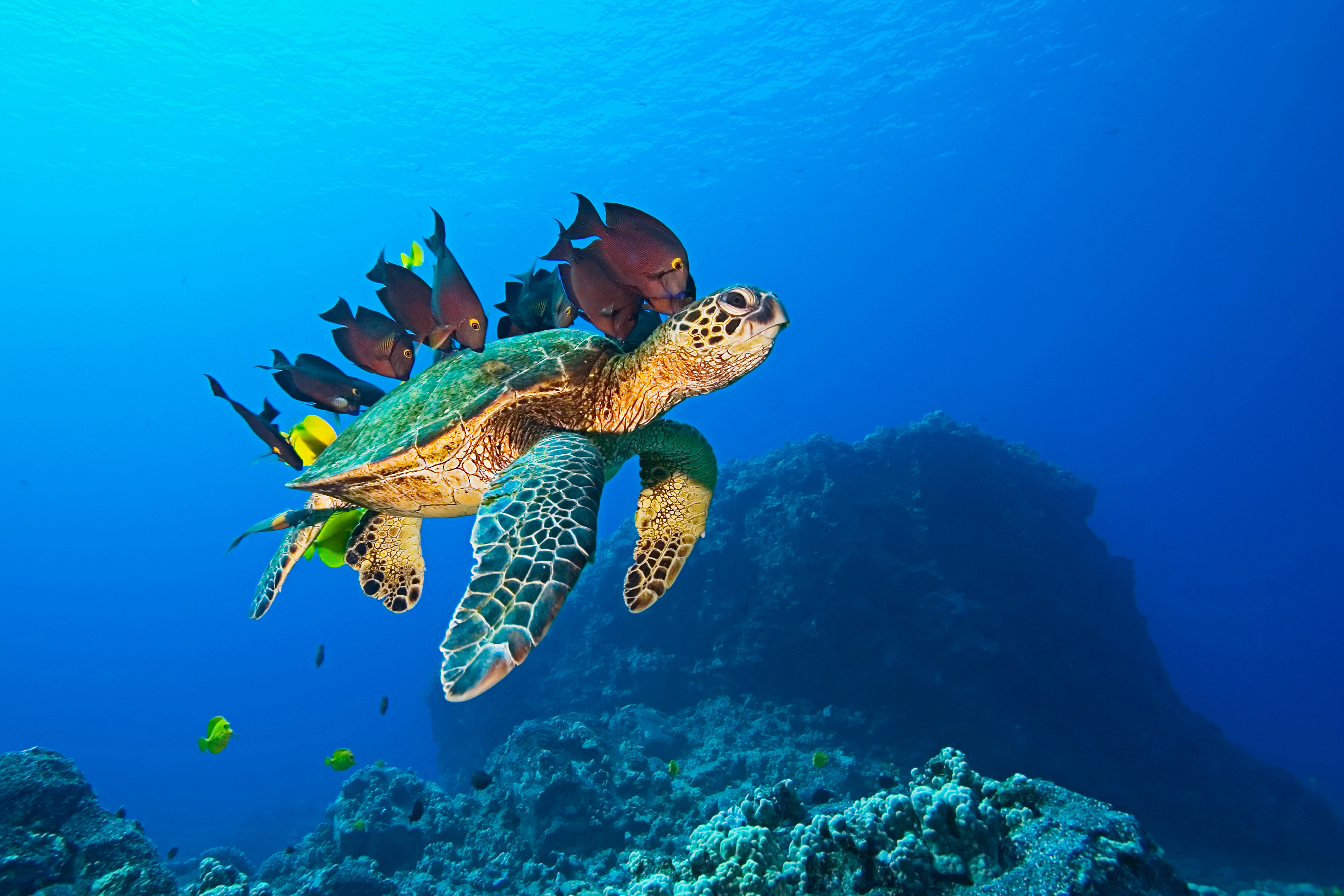 Обитатели моря глубина. Черепаший риф. Морские черепахи Тихого океана. Морская черепаха индийского океана. Черепаха риф риф.